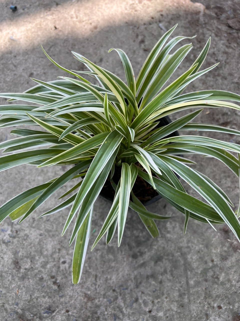 Cỏ lan chi ( ngải nàng rù )