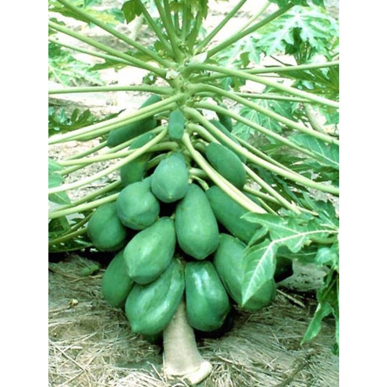 GIỐNG ĐU ĐỦ LÙN THÁI LAN (cây giống siêu sớm có bảo hành )