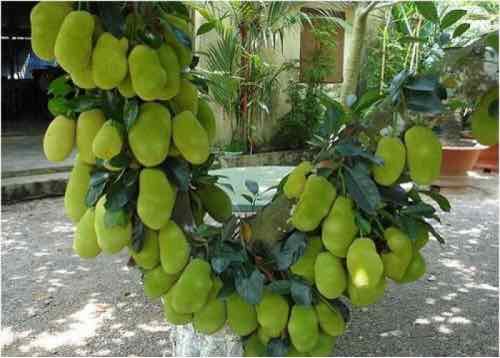 Cây giống mít Thái ruột đỏ