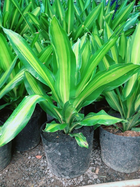 Phát Tài Lá Bụi Lớn