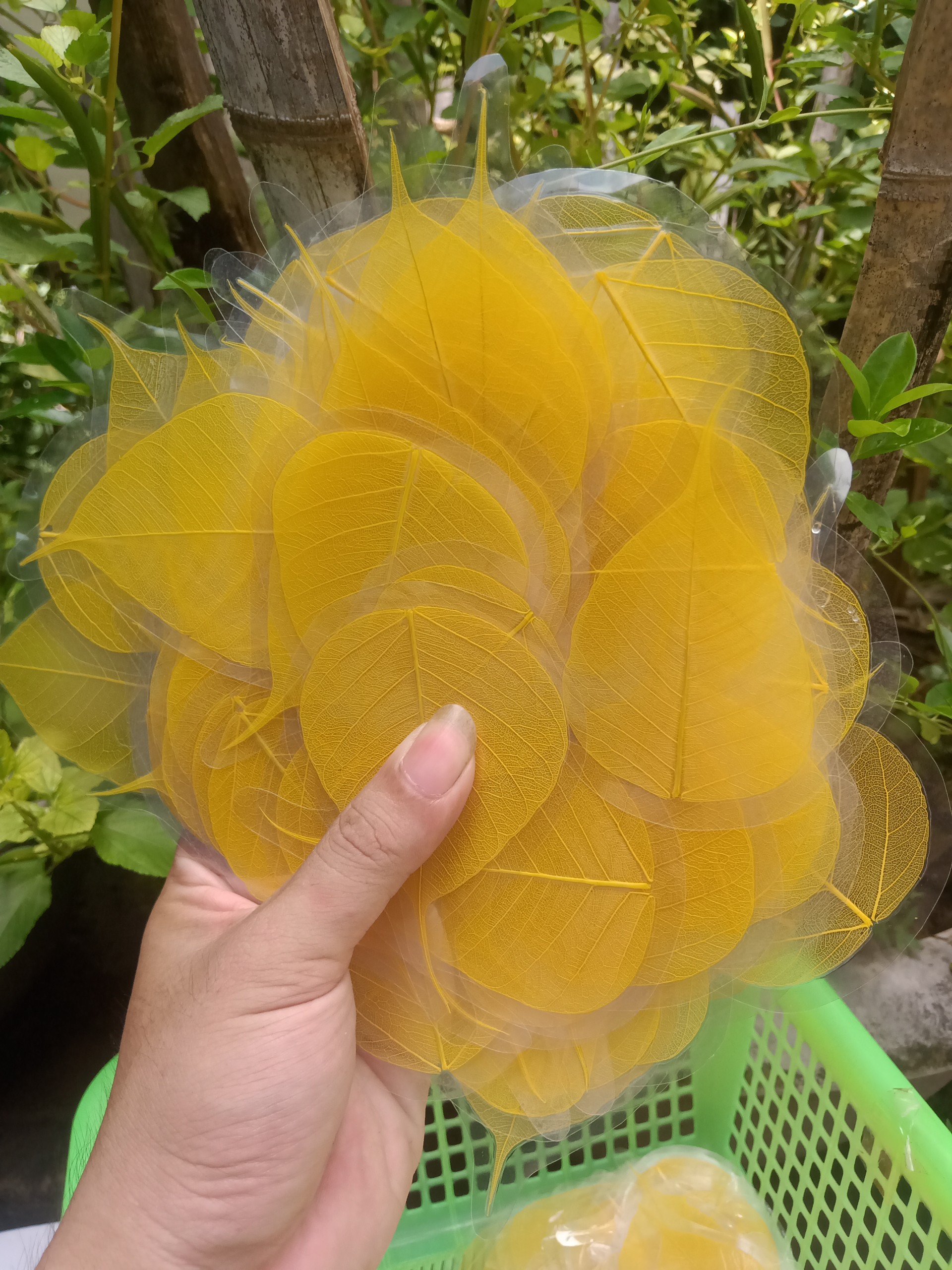Lá bồ đề ép sẵn để viết thư pháp bỏ ốp điện thoại
