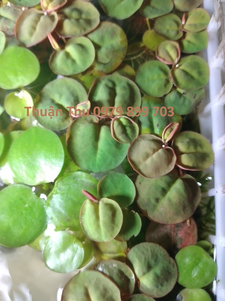 Bèo rễ đỏ - Cây thủy sinh - Red Root Floater