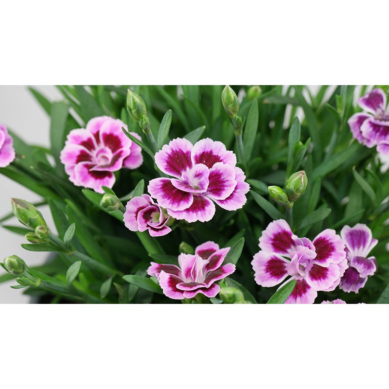 Carnations flower seed