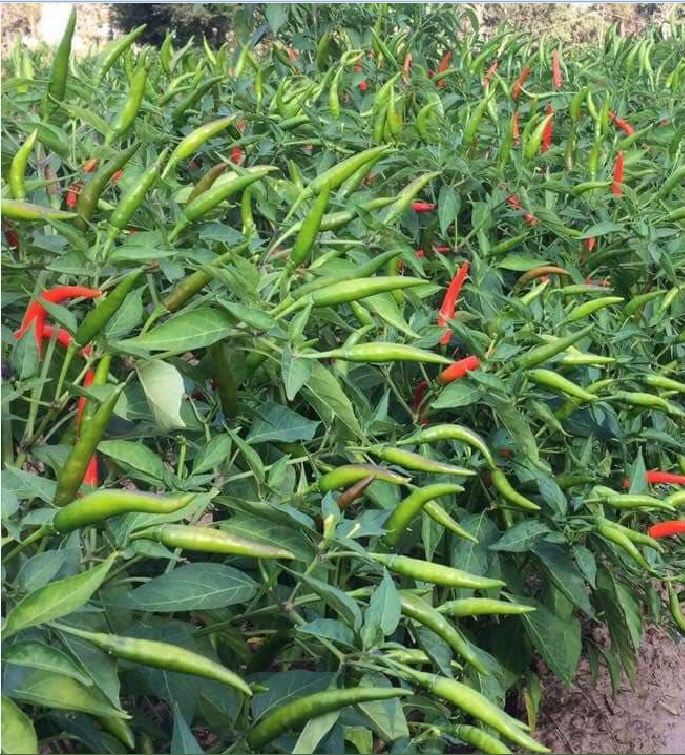 Super Spicy Chili Seeds - Pack of 30 Seeds