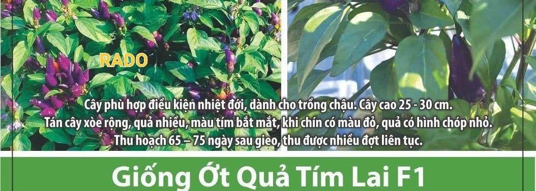 Hạt Giống Ớt Tím 10 Hạt