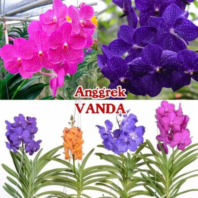 Combo 5 cây giống lan vanda đủ màu, hàng nhập thái lan