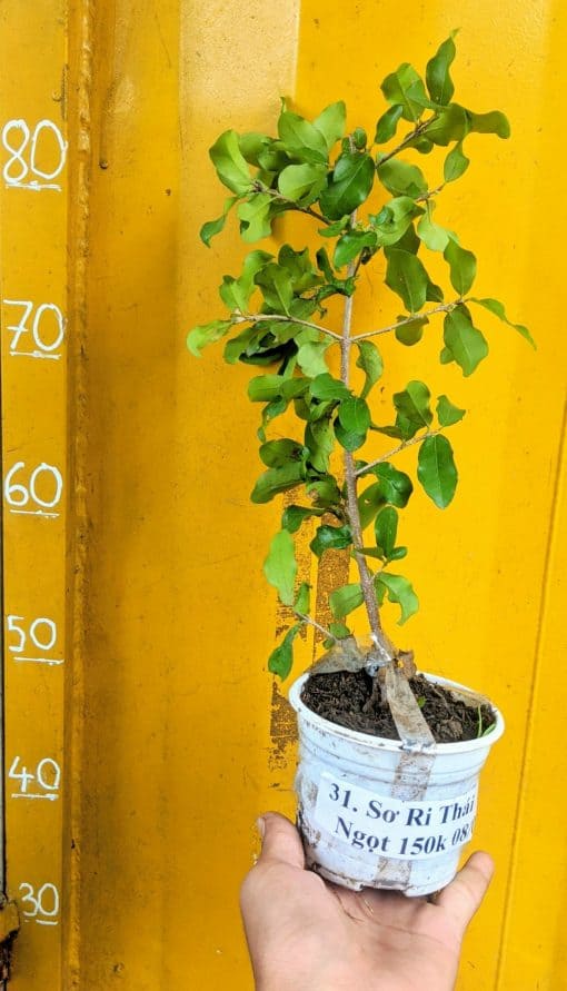 Cây Sơ Ri Ngọt Thái Lan