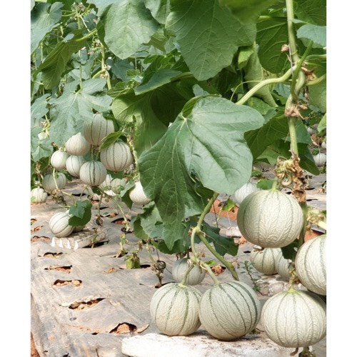Hạt Giống Dưa Lê Sọc Honey Melon 330-1g