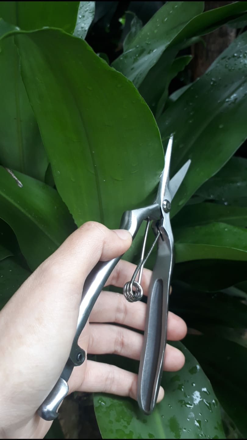 Kéo Cắt Tỉa Thép Trắng Đúc Cao Cấp