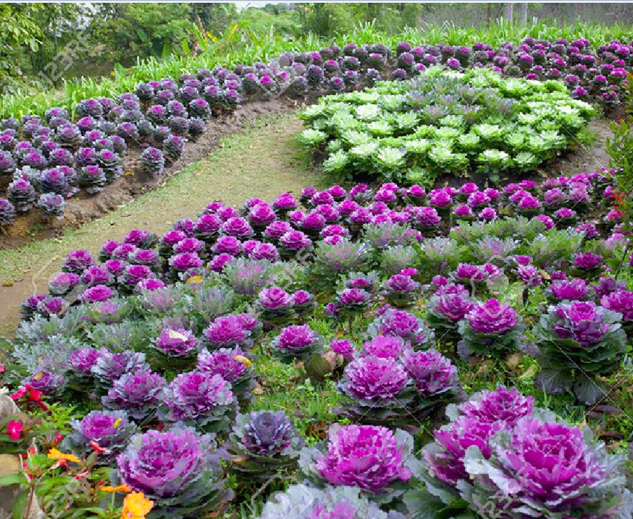 Hạt giống hoa bắp cải hoa hồng nhiều màu -20 hạt/gói