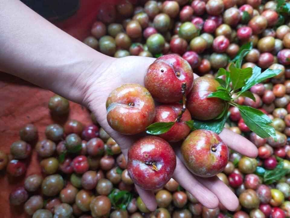 Mận Hậu Mộc Châu 0.9-1.1Kg