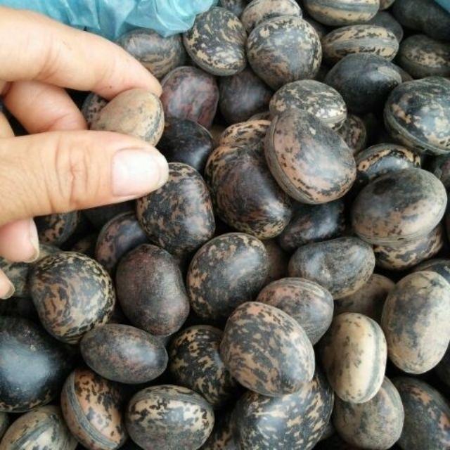 Hạt Đậu Lào Combo 10 Hạt