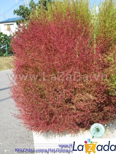 100h Hạt Giống Cỏ Đổi Màu (TLB3| -KD: B30*V45*M006)