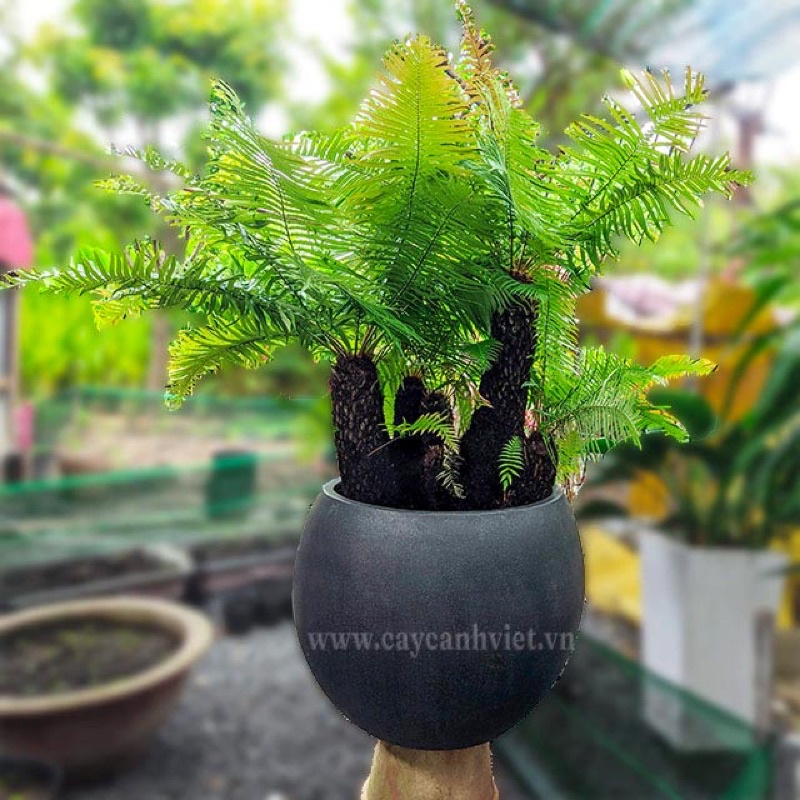 dương xỉ thân gỗ nhỏ (trồng chậu để bàn)gốc đã dâm ủ