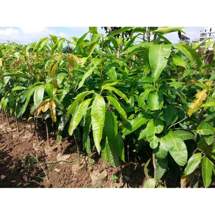 CÂY XOÀI GIỐNG TRỒNG CHẬU DFSGDFG (ccaay giống đối chứng)