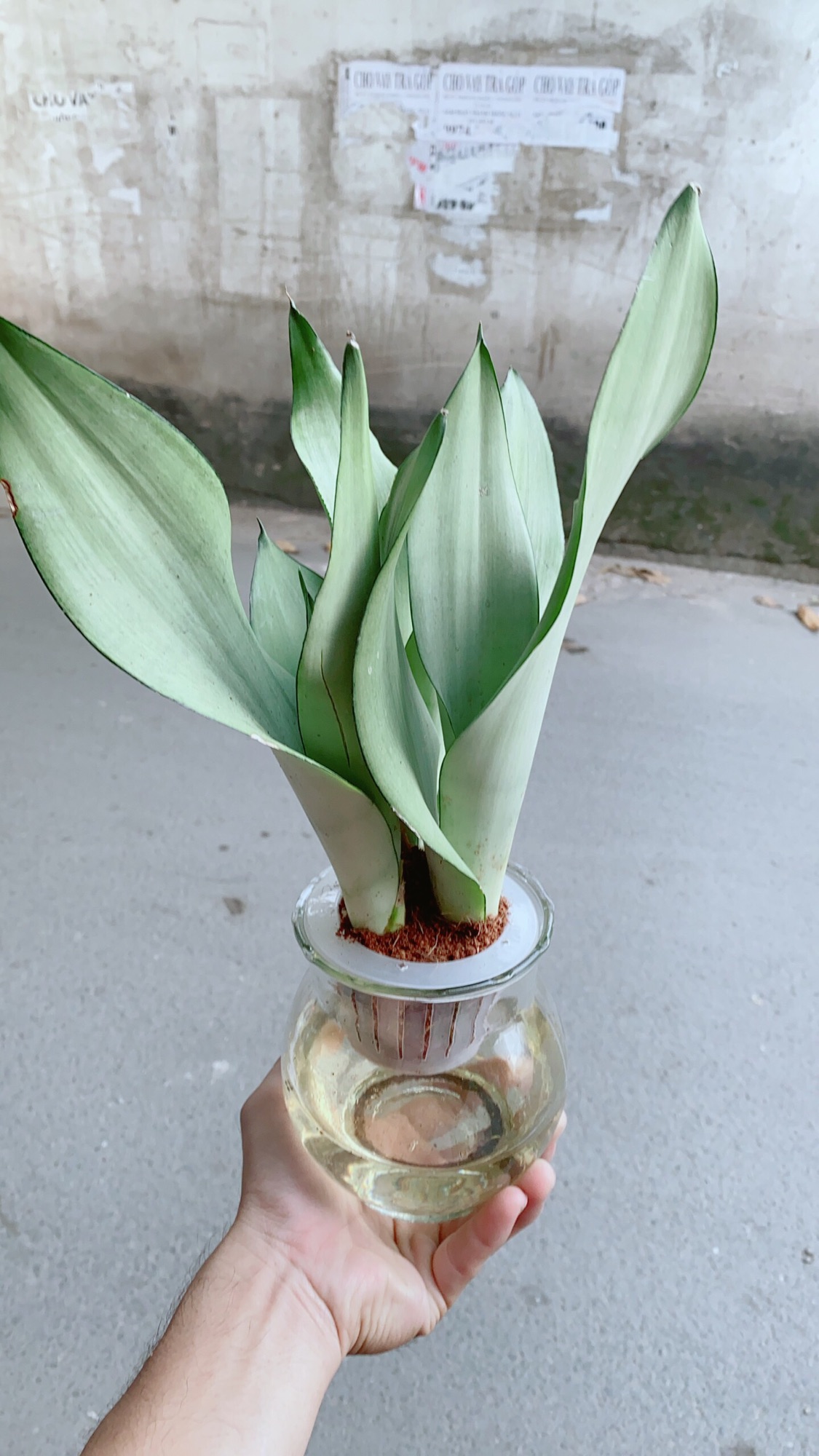 [HCM]Chậu Lưỡi Hổ Bạc Thuỷ Canh