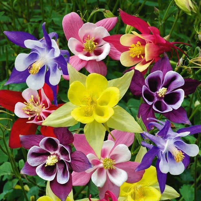 Hạt giống hoa bồ câu mix màu dể trồng/gói 50 hạt