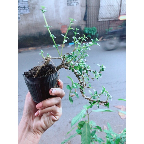 [HCM]Sam Hương Bonsai