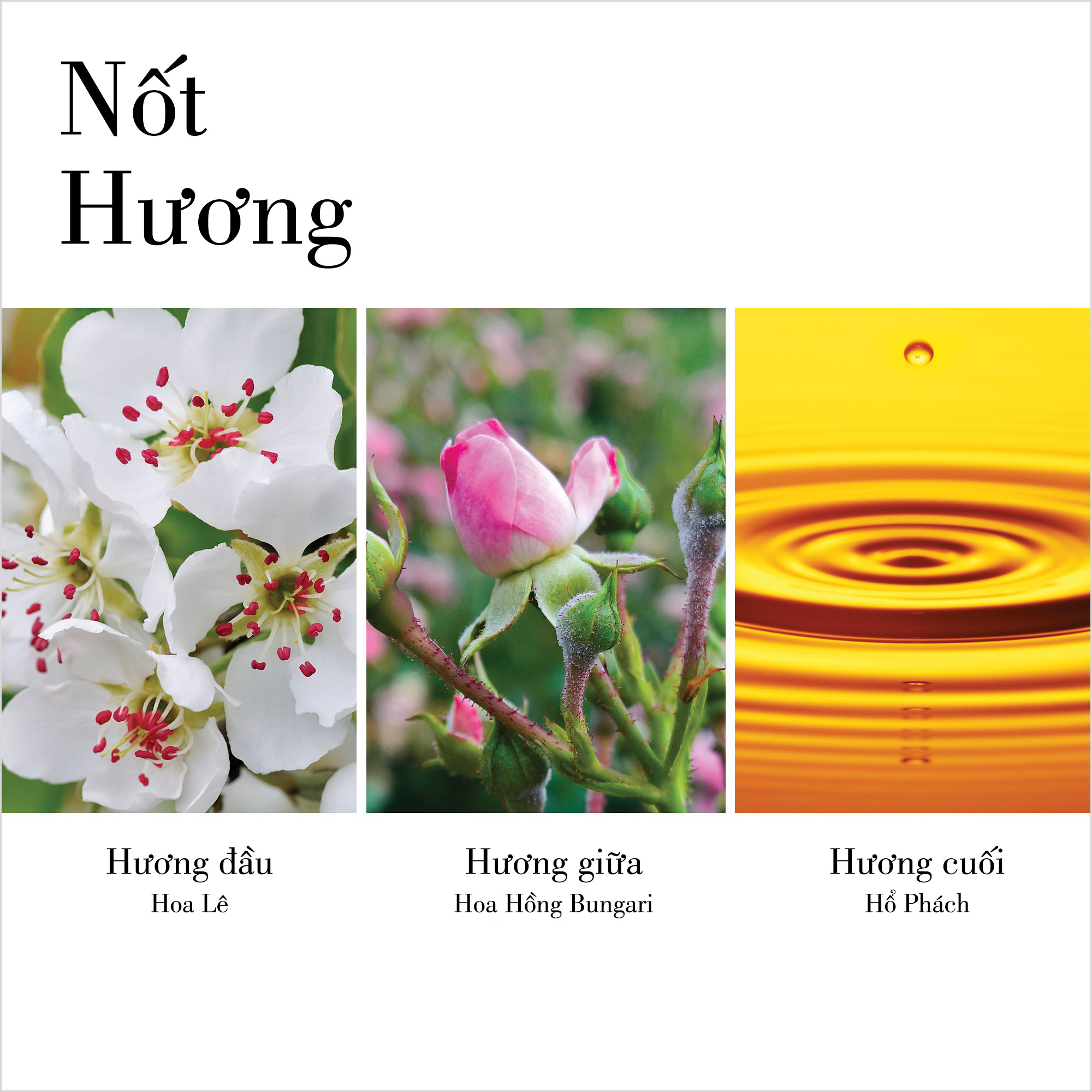 Nước hoa Nữ Elizabeth Arden White Tea Wild Rose EDT 30ml