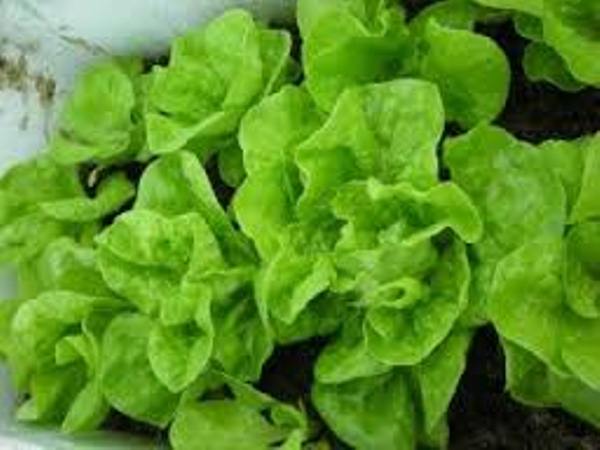 Hạt giống xà lách búp Rạng Đông