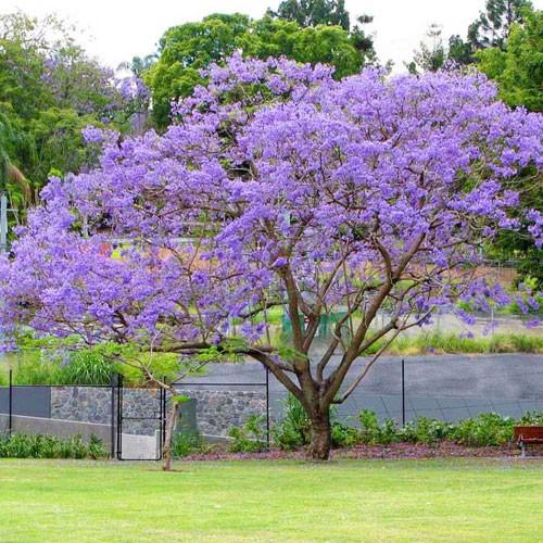 Hạt giống hoa phượng vĩ tím 5 hạt/gói ( TẶNG gói kích thích hỗ trợ hạt nảy mầm)