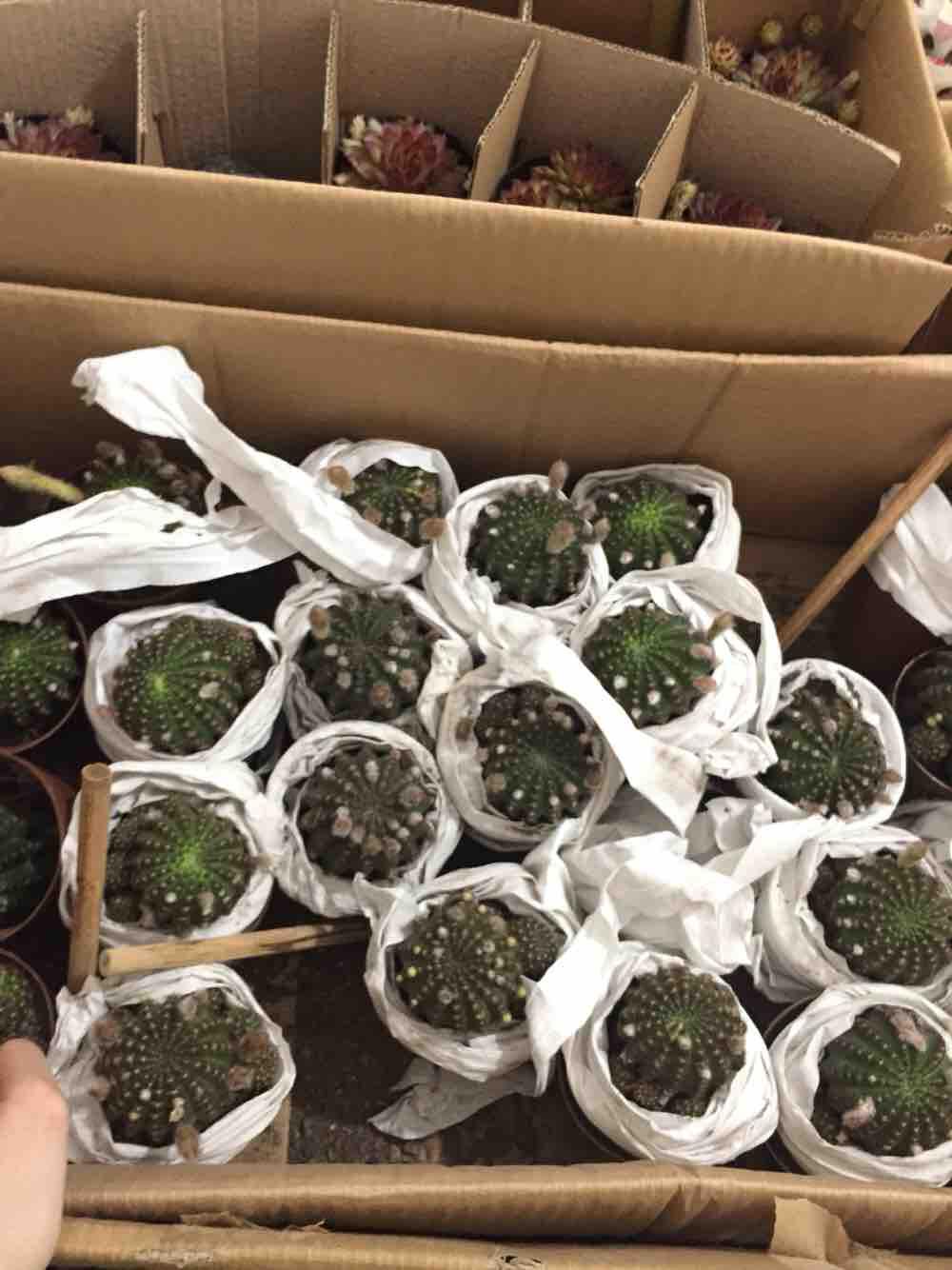 Xương rồng lobi bụi nhỏ