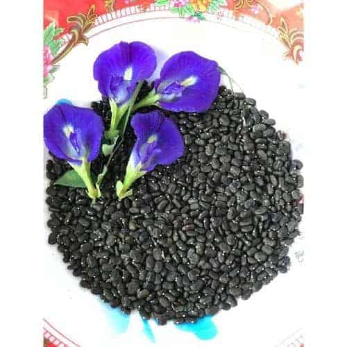 Hạt giống hoa đậu biếc