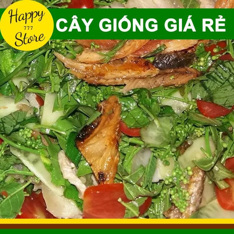 Cây Sầu Đâu Giống