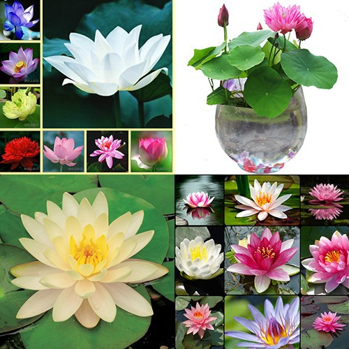 Combo 05 Hạt Sen Mini 05 Hoa Súng Thái bao đẹp