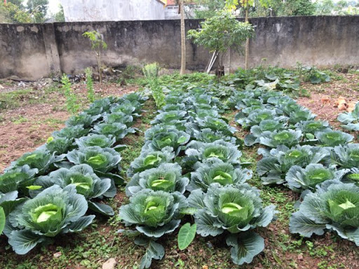100 hạt giống bắp cải xanh F1