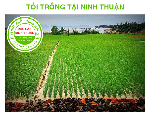 Tỏi Phan Rang 1kg (Đặc Sản Ninh Thuận)
