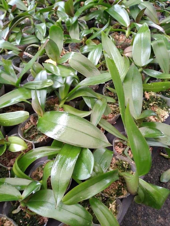 Lan Hồ Điệp Giống ( combo 5 cây)
