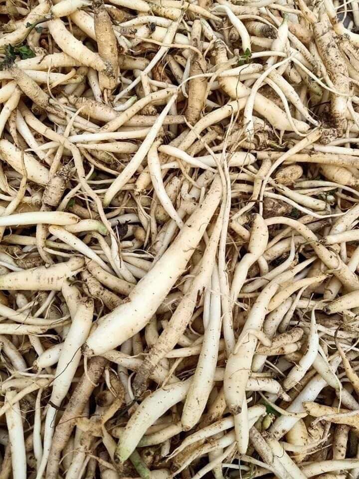 Đẳng sâm tươi 120k/kg