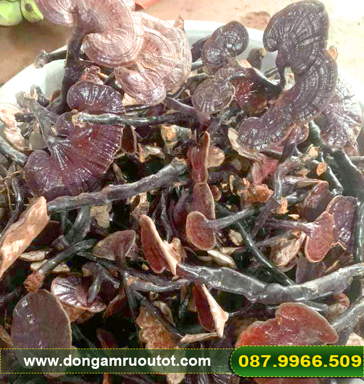 Nấm linh chi rừng Ninh Thuận túi 1kg