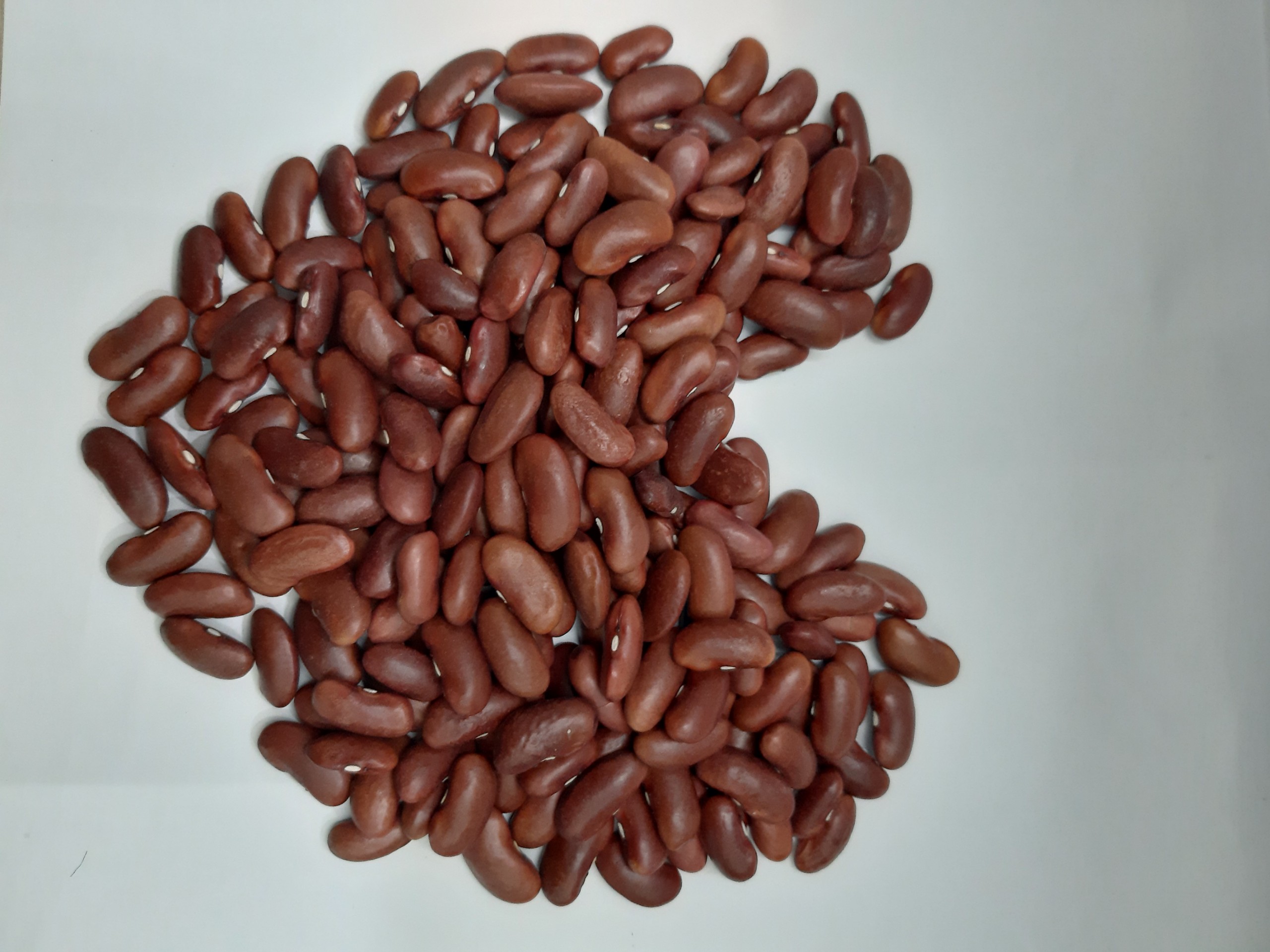 ĐẬU ĐỎ TÂY PHÚ MINH TÂM 250G