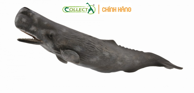 Mô hình động vật - cá nhà táng