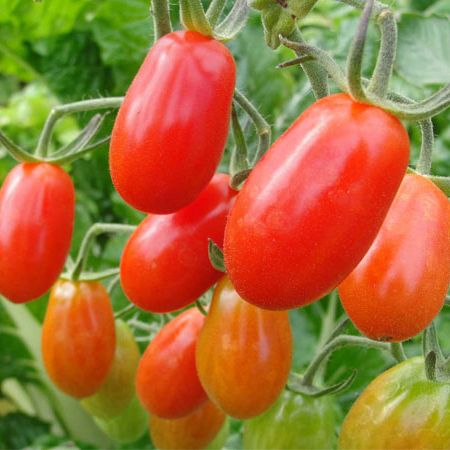 30 Hạt giống cà chua bi sai trái