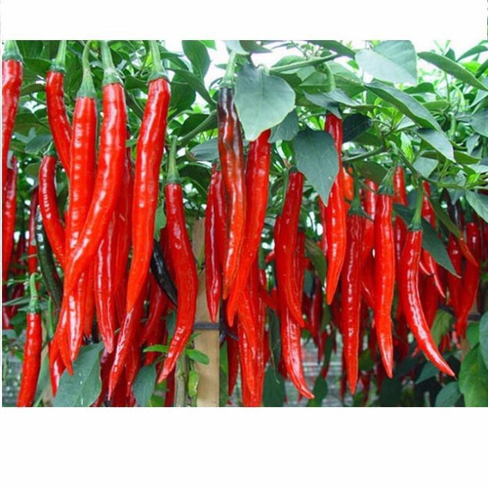 Gói 10 Hạt Giống Ớt Trái Dài Siêu Cay