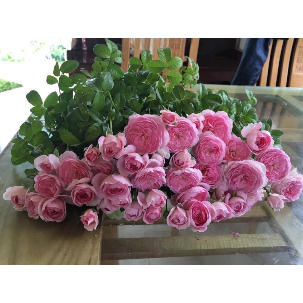 Cây hoa hồng quế kép hoa siêu xinh
