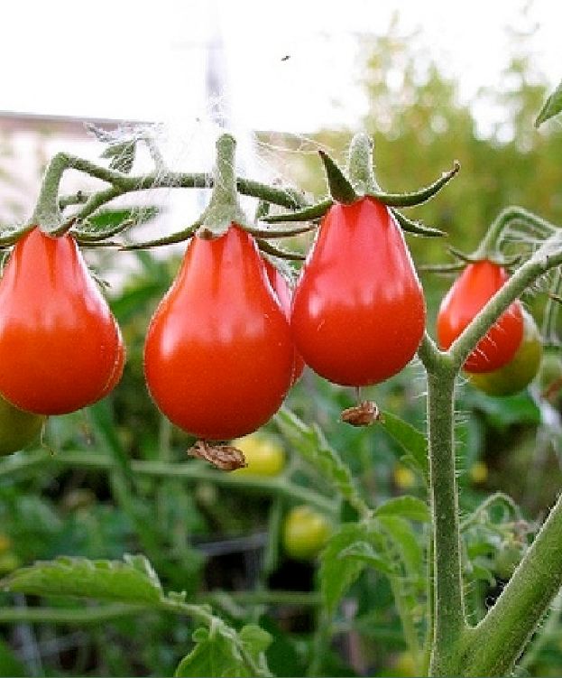 Hạt giống cà chua quả lê đỏ - Gói 30 Hạt