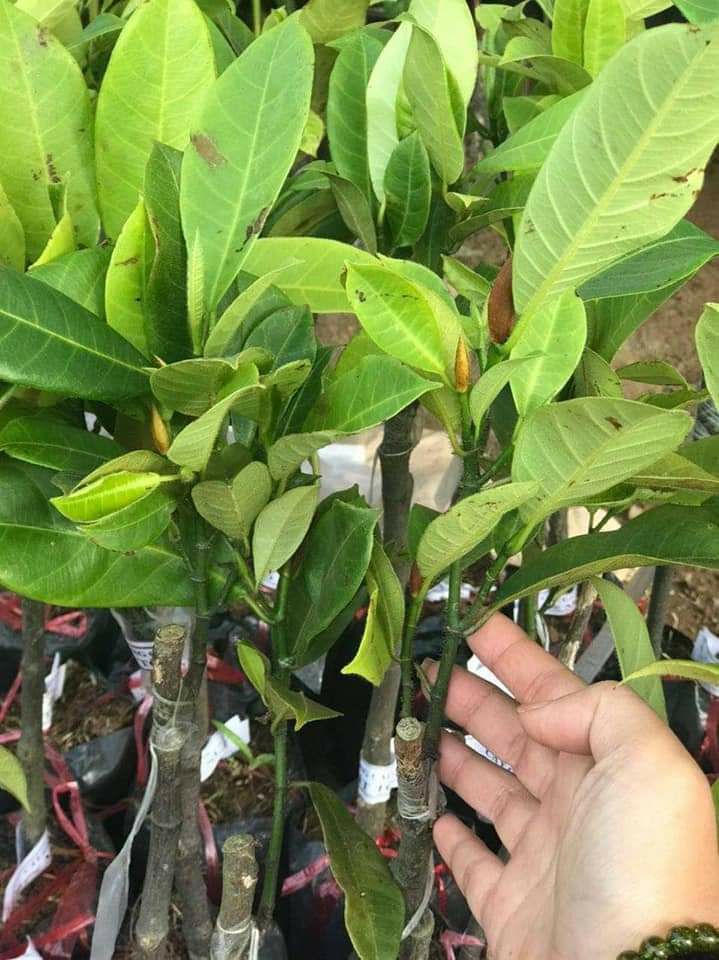 CÂY GIỐNG MÍT TỐ NỮ