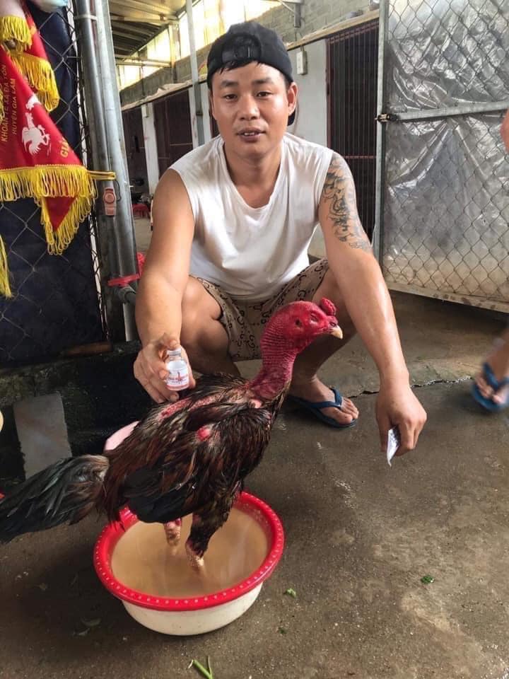 Phục Hồi gà sau Đá Trường Khánh