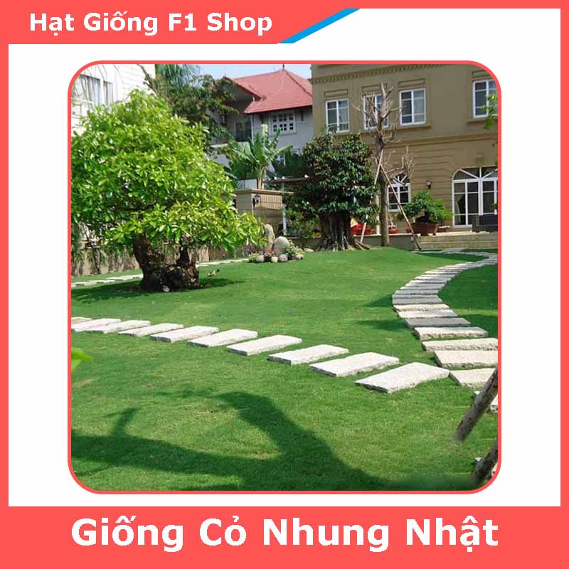 Hạt Giống Cỏ Nhung Nhật Trồng Thảm Sân Vườn (282.F1)