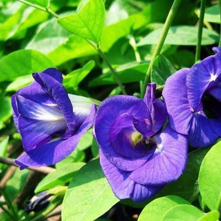 Hạt Giống Hoa Đậu Biếc Gói (2gr)