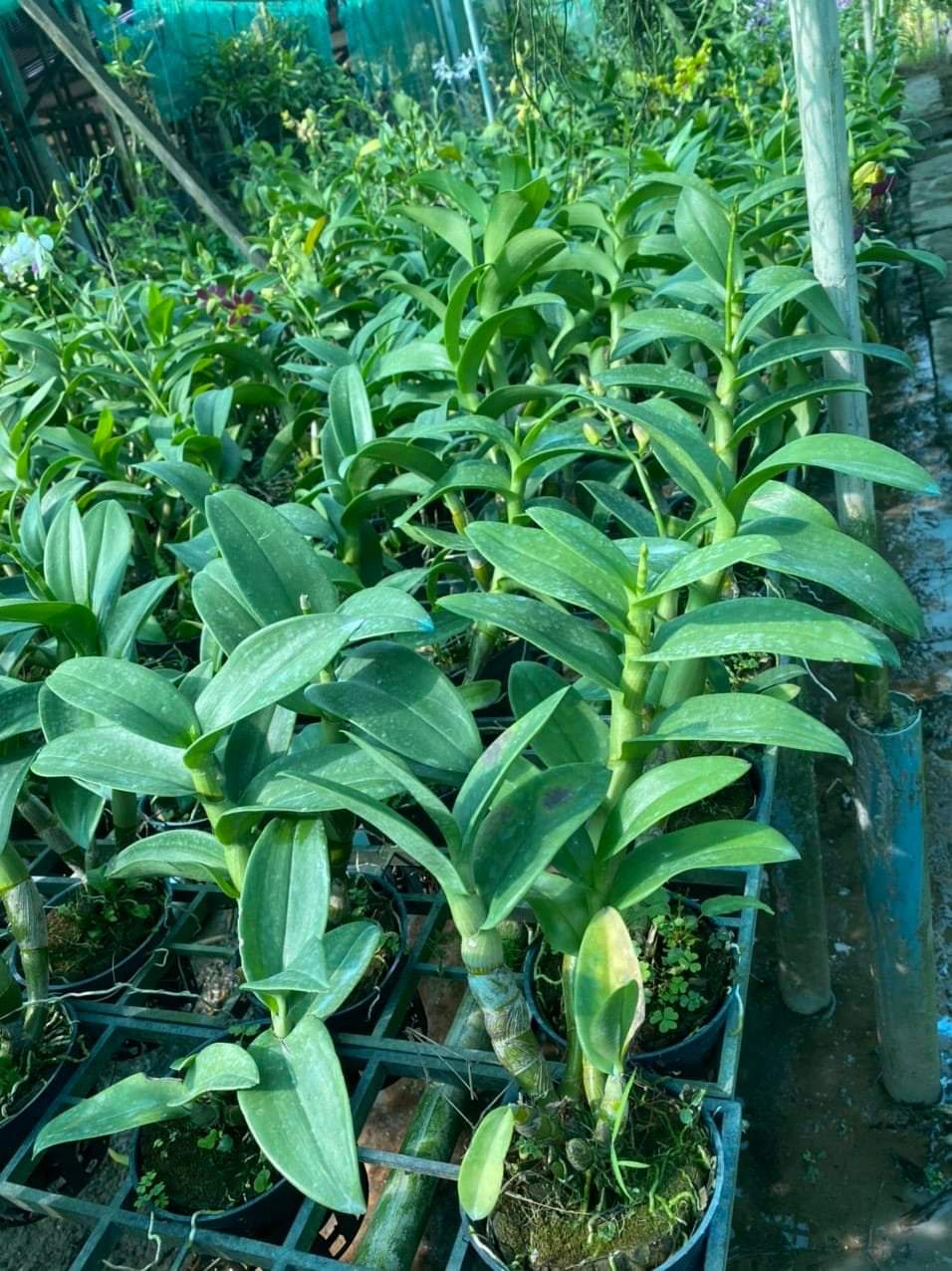 HOA LAN THỎ BAN MAI
