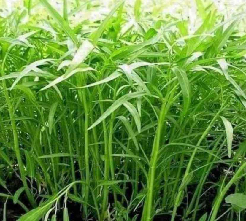 Hạt giống rau muống lá tre