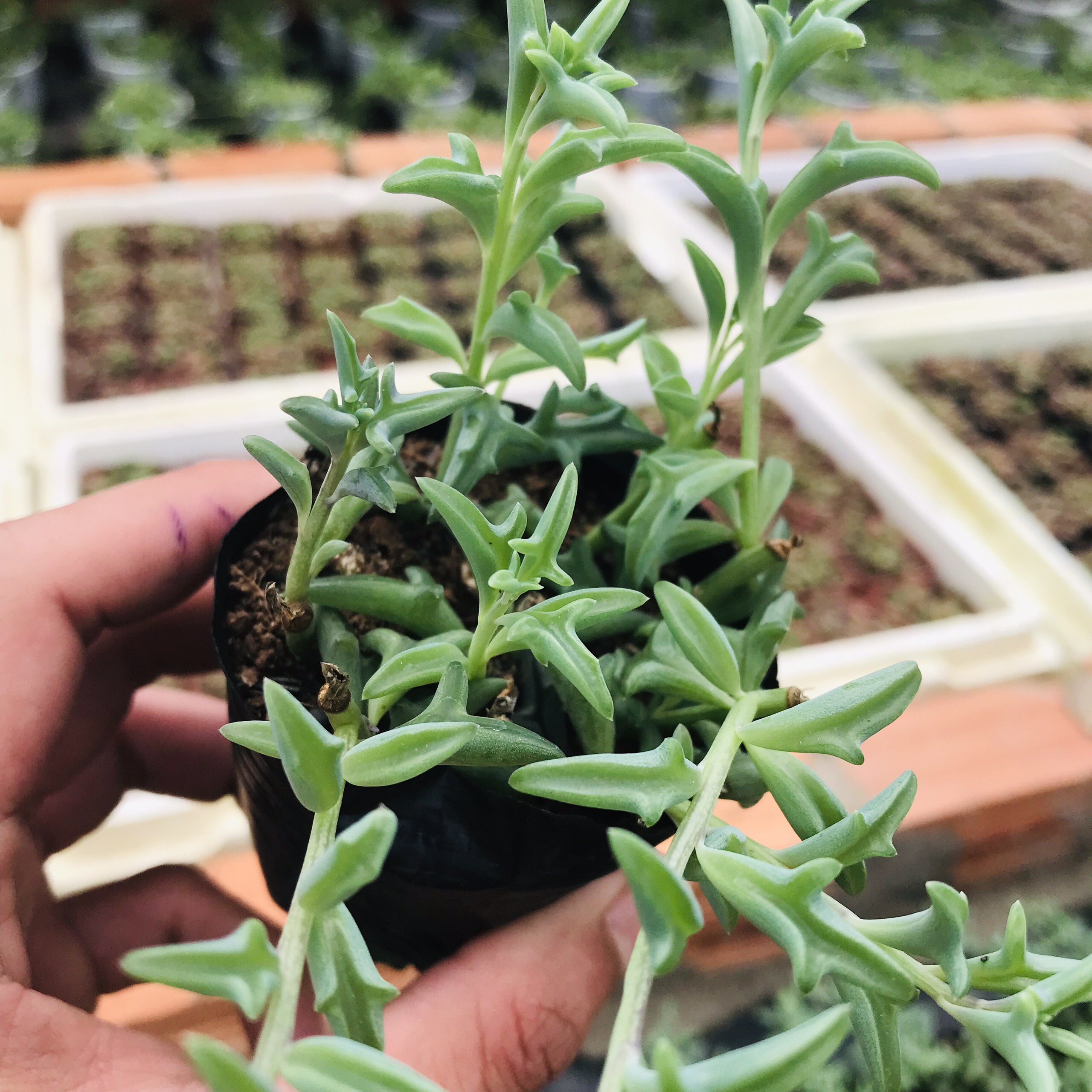 SEN ĐÁ CÁ HEO SIZE BÉ KHOẺ ĐẸP LỖI 1 ĐỔI 1