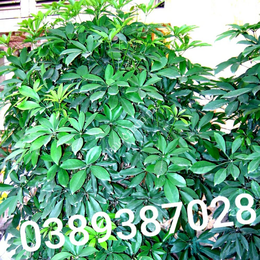 lá cây ngủ gia bì(cây chân chim,1kg