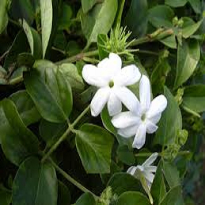 CÂY GIỐNG CHÈ VẰNG