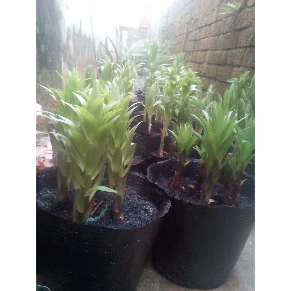 Combo 5 củ hoa ly lùn màu vàng củ đẹp